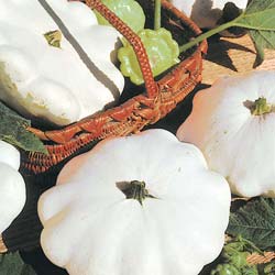 Calabacn pattypan blanca